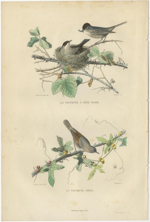 Set of 3 Antique Bird Prints, Blackcap, Whitethroat, Turtledove, circa 1850, view 2