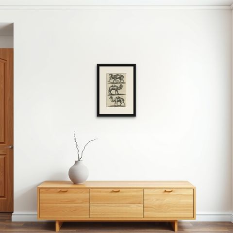 Original Antique Engraving of a Camel and Dromedary, 1657, shown framed on a wall