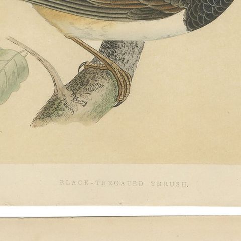 Set of 2 Antique Bird Prints of a Pale Thrush and Black-Throated Thrush, close-up 2