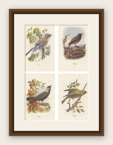 Set of 4 Antique Bird Prints Jay, Redstart, Jackdaw, Greenfinch, '1901', shown framed