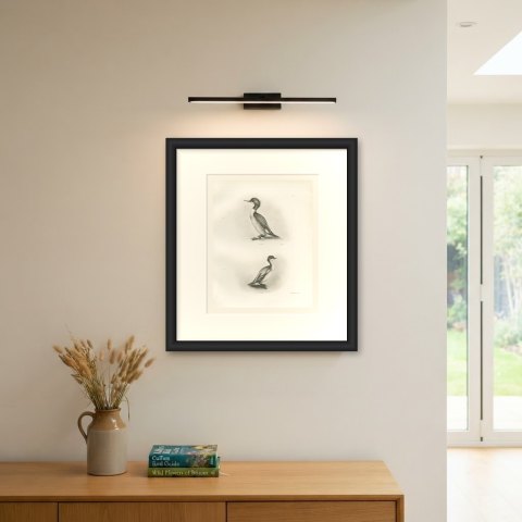 Female Goosander and Female Smew, Plate CXCV after Lilian Medland, c. 1909, shown framed on a wall