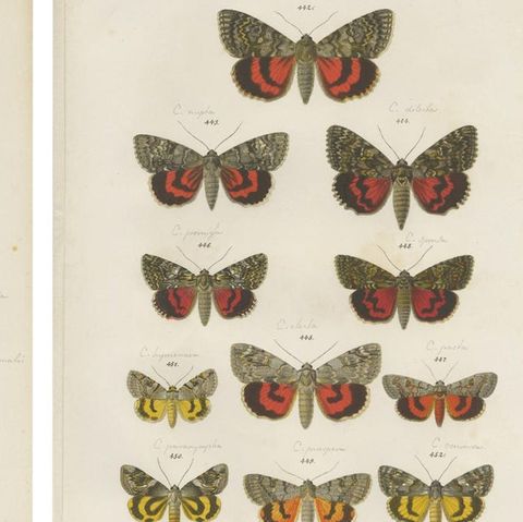 Set of 5 Antique Prints of Various Butterflies and Moths by Ramann, circa 1870, close-up 1