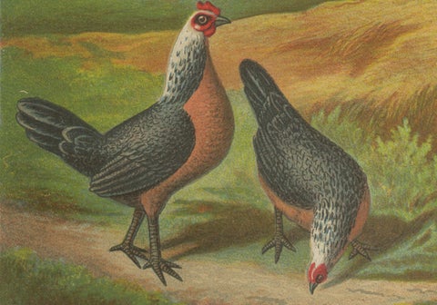 The Elegant Silver Bantam Game Fowl - A Rare 19th Century Poultry Lithograph, close-up 2