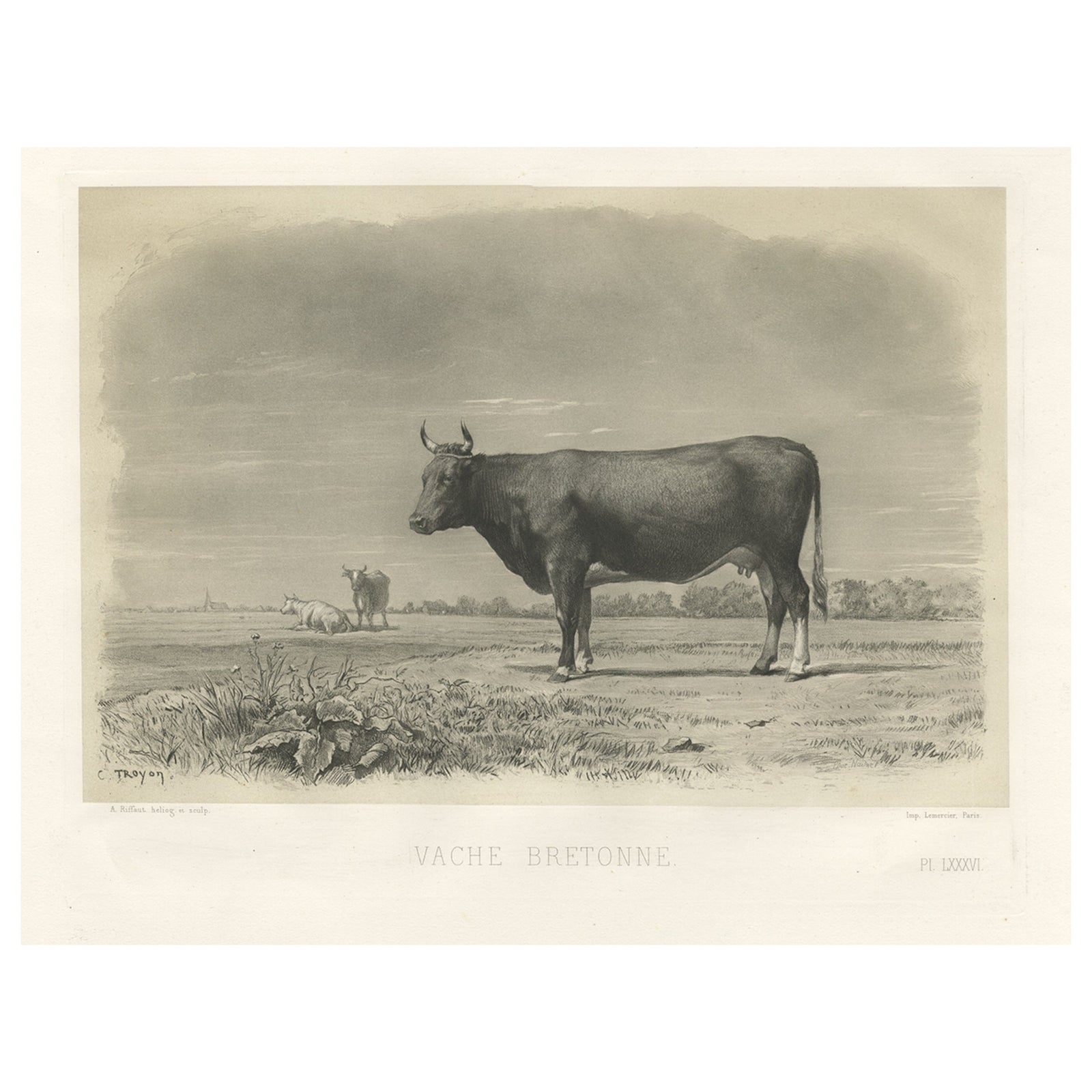 Antique Print of a Breton Cow, a French Cattle Breed from Brittany, 1862