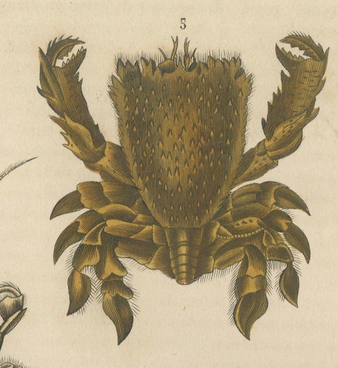 Crustacean Varieties in Drapiez's Natural Sciences Dictionary, 1845, close-up 5