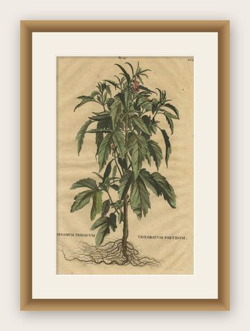 Botanical Illustration of Sesame Plant (Sesamum indicum) - Munting’s 1696 Herbal, shown framed