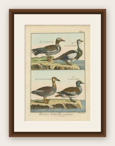 Rich and Brightly Hand-Colored, Rare Copper Engraving of Four Ducks '1792', shown framed