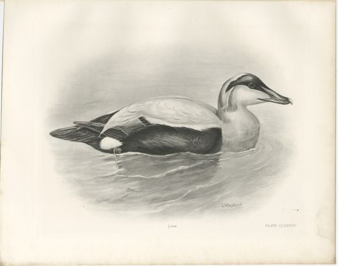 Eider, Antique Bird Print after Lilian Medland, circa 1909, view 2