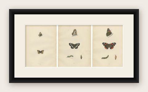 Metamorphosis in Motion: A Study of Butterfly Lifecycles, 1890, shown framed