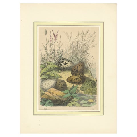Wigeon Eggs in Nature: An 1863 Study of Avian Reproduction - Lithograph