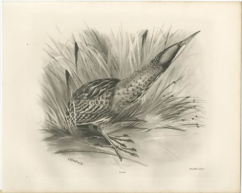 Bittern, Antique Bird Print after Lilian Medland, circa 1909, view 2