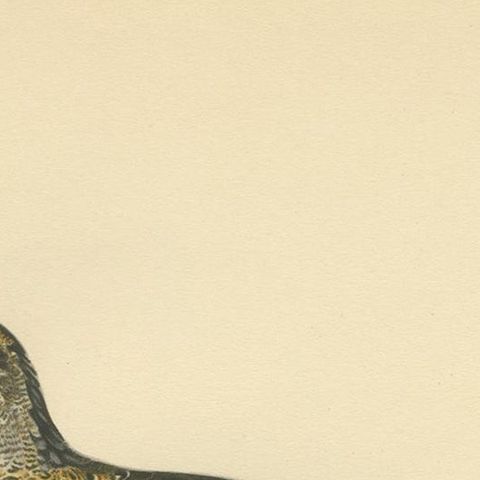 Antique Bird Print of the Black Grouse 'Female' by Von Wright, 1929, close-up 1