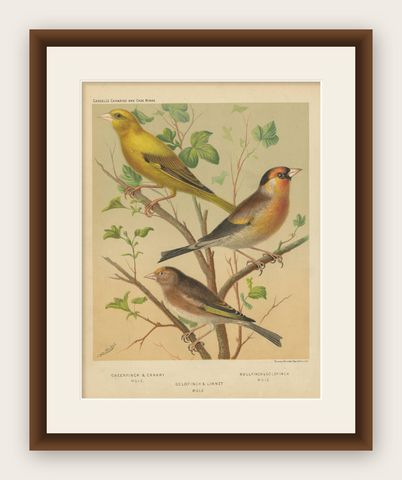 Antique Bird Print of Greenfinch & Canary Mule, Goldfinch & Linnet and Others, shown framed