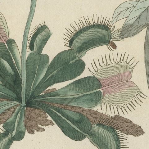 Venus Flytrap Carnivorous Plant, Antique Bertuch Print, circa 1805, close-up 3