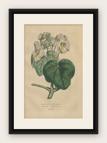 Martynia Proboscidea (Unicorn Plant), Hand-Colored Botanical Engraving, ca.1825, shown framed