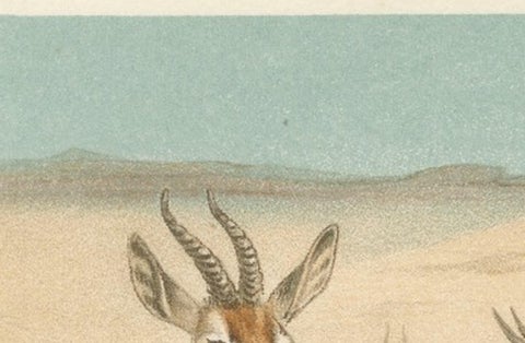 Dorcas Gazelle, Antique Desert Antelope Chromolithograph, 1894, view 10