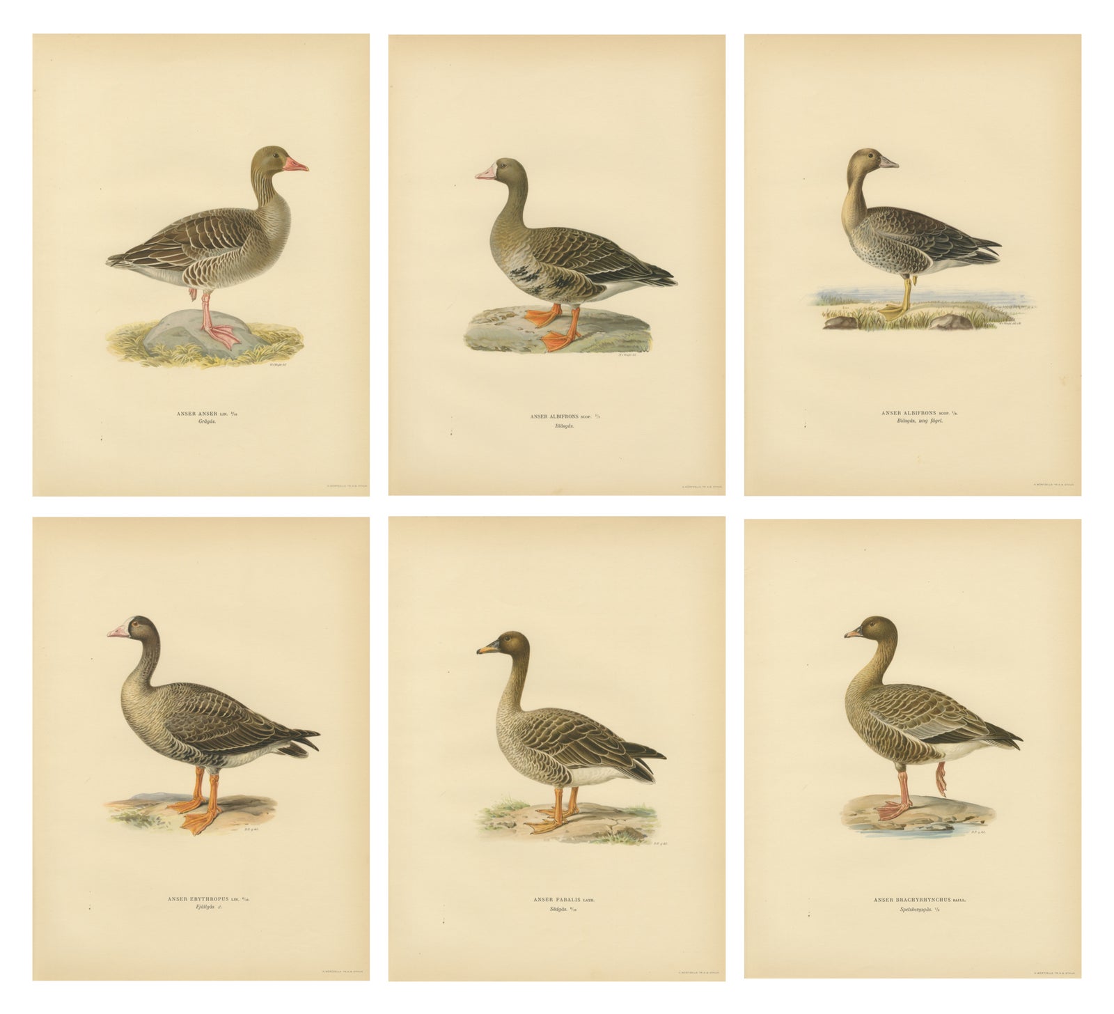Vintage Scandinavian Ornithology Lithographs, Geese of Northern Europe, 1929