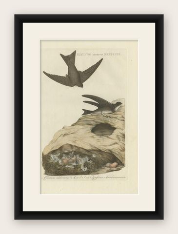Antique Bird Print of the Sand Martin by Sepp & Nozeman, 1770, shown framed