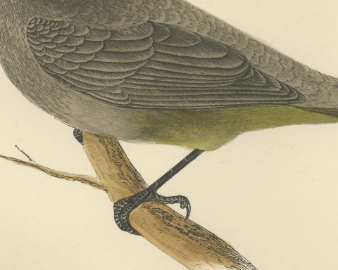Gold Vented Thrush on a Branch, Antique Hand Colored Bird Print, 1896, close-up 2