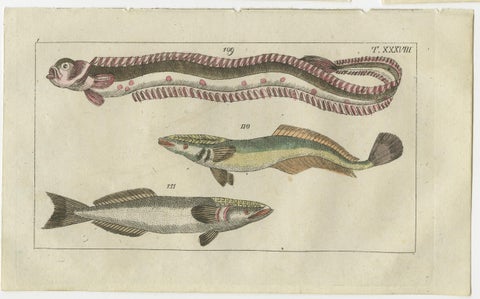 Set of 4 Antique Fish Prints - Remora - Dragonet - Star Gazer, view 2