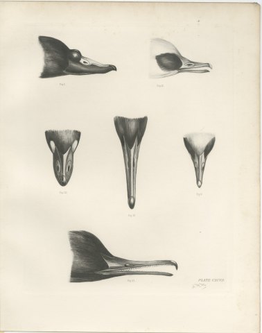 Six Studies of Duck and Sawbill Heads and Bills after Lilian Medland, c. 1909, view 2