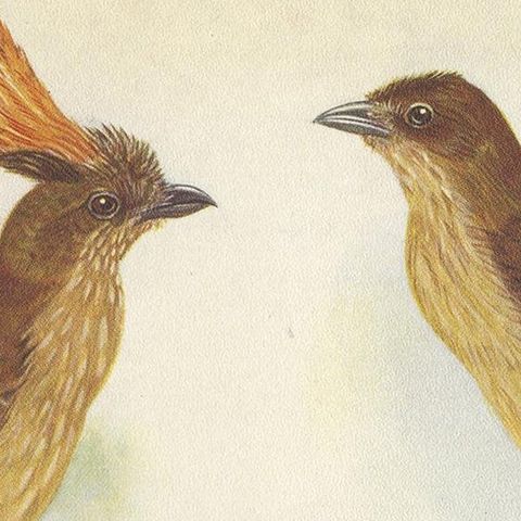 Antique Print of the Orange-Crested Gardener Bird & the Crested Gardener '1950', close-up 1