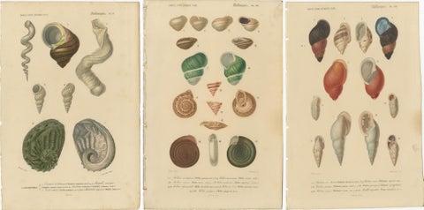 Maritime Spiral Elegance: A Mollusk Anthology, 1849, view 5