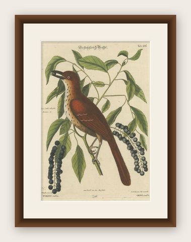 Original Antique Hand-Colored Engraving of The Fox-Colored Thrush, 1749, shown framed