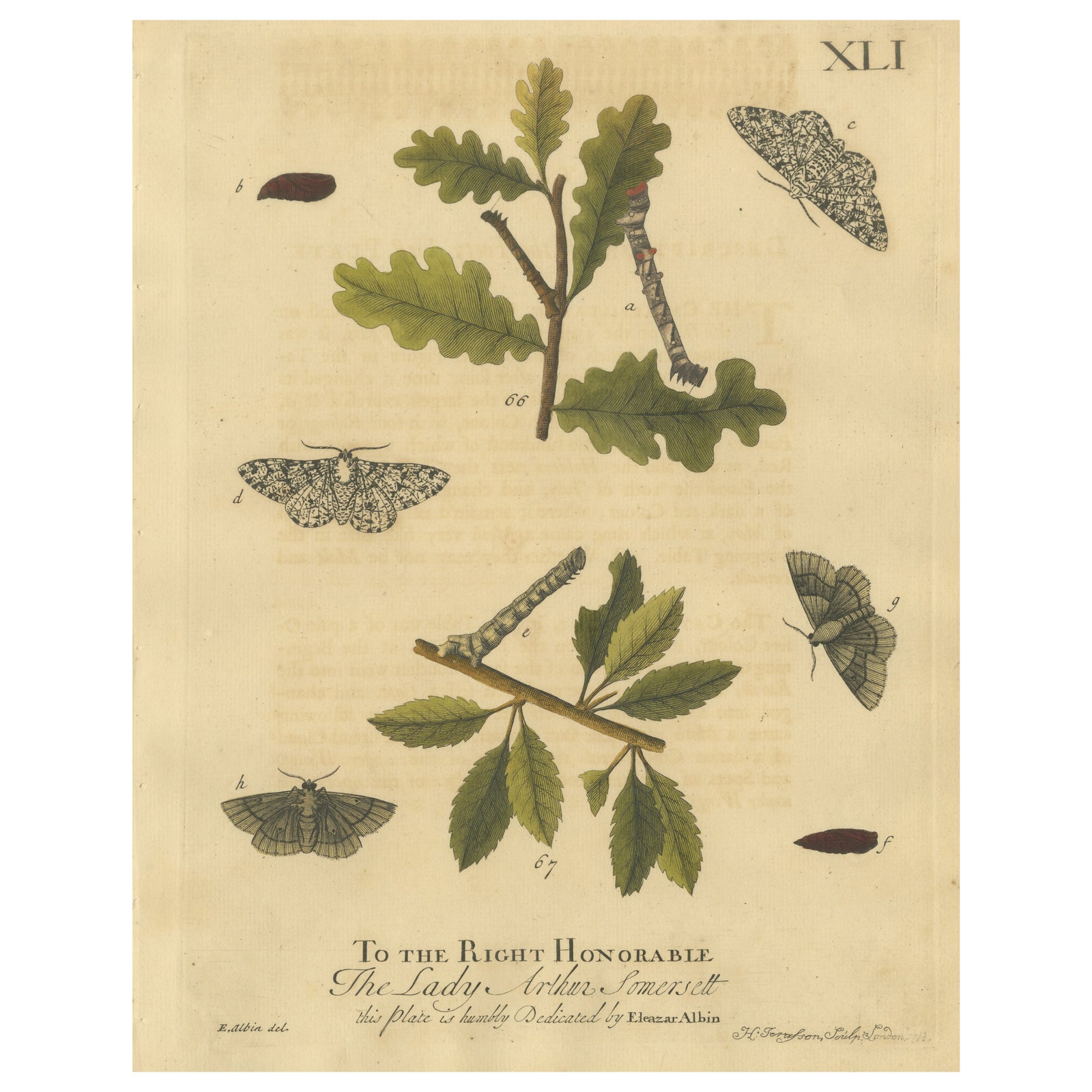 English Moths on Oak & Elm, Hand-Colored Entomology Engraving, Albin 1720