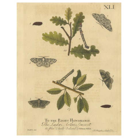 English Moths on Oak & Elm, Hand-Colored Entomology Engraving, Albin 1720