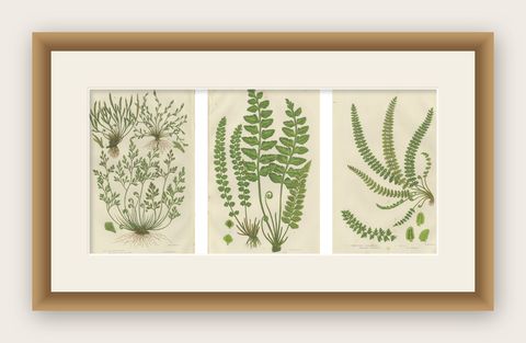 Common Club Moss, Alpine Club Moss and Fir Club Moss, Botanical Triptych, 1873, shown framed