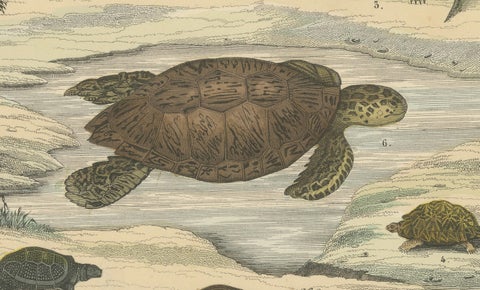 Turtles & Tortoises Print: Sea Turtle, Snapping Turtle, Terrapin, Antique 1867, close-up 6