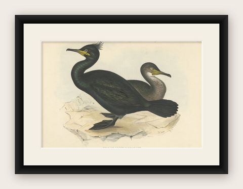Shag or Green Cormorant, Antique Bird Print by John Gould, c.1832, shown framed
