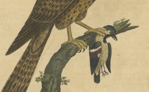 Antique Hand-Colored Engraving of Sparrow Hawk by Eleazar Albin, circa 1730, close-up 3