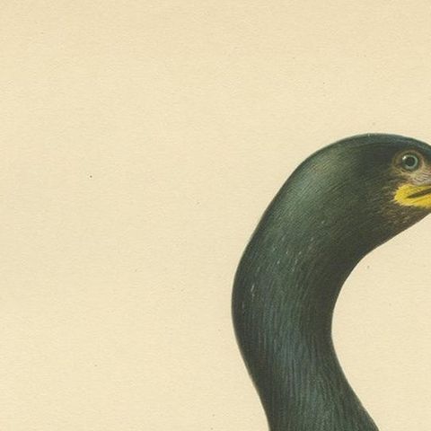 Antique Bird Print of the European Shag by Von Wright, '1929', close-up 1