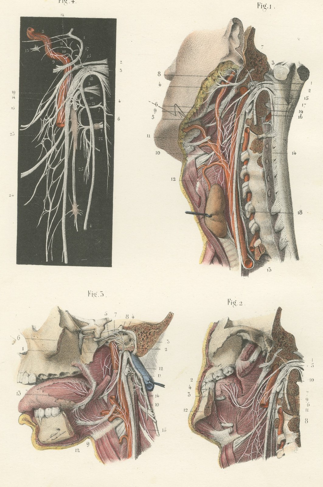 Nerves of the Pharynx and Floor of the Mouth, Hirschfeld Anatomy Print, 1866