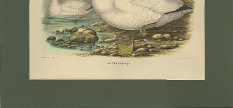Antique Bird Print of Cassin's Snow Goose Made after D.G. Elliot, 1869, view 5