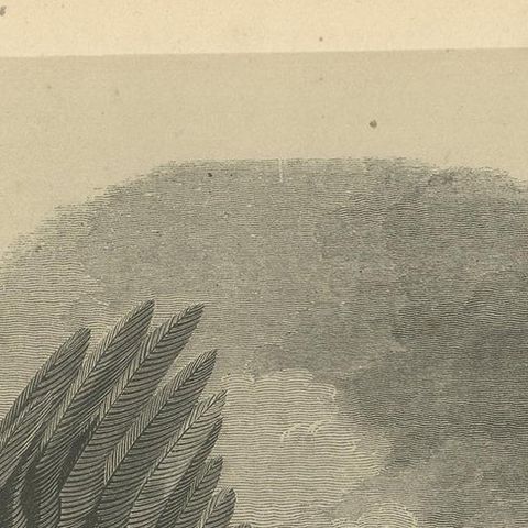 Antique Bird Print of the Eastern Imperial Eagle '1853', close-up 1