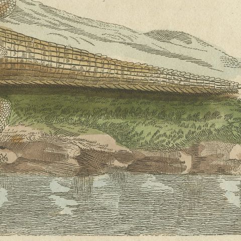 Crocodiles with an Egyptian Pyramid, Antique Bertuch Print, Vienna, circa 1805, close-up 4