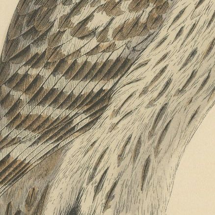 Antique Bird Print of an Ural Owl, close-up 2