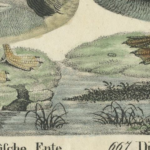 Original Antique Print of two Duck species, close-up 4