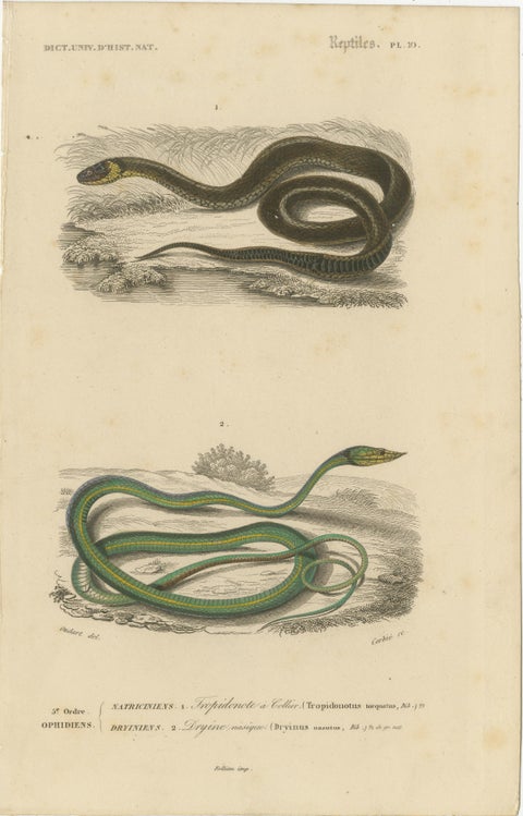 Snake Print of Grass Snake and Long-Nosed Whip Snake, c.1850, Orbigny, view 2