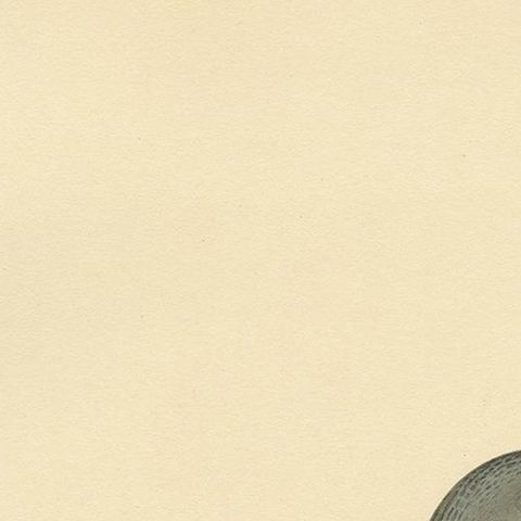 Antique Bird Print of the Red-Throated Loon by Von Wright '1929', close-up 1
