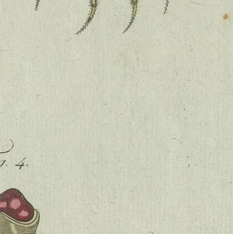 European Garden Spider Anatomy: Hand-Colored Engraving from Bertuch, 1798, close-up 6