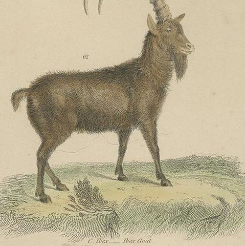 Pl. 19 Antique Print of a Goat, Gnu and Antelope by Richardson 'circa 1860', close-up 2