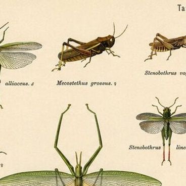 Mantis, Stick Insects & Grasshoppers, Antique Prints, Set of 3, 1908, close-up 6