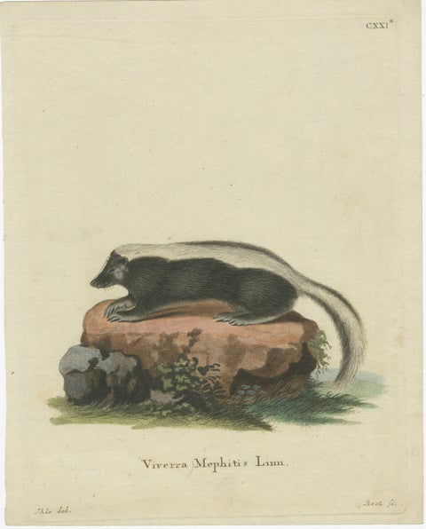 Elegance in Black and White: the Striped Skunk Engraved, circa 1774, view 2