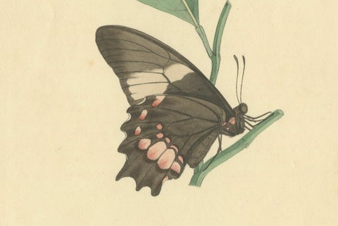 Exquisite Hand-Coloured Butterfly Prints of the 18th and 19th-Century, close-up 3
