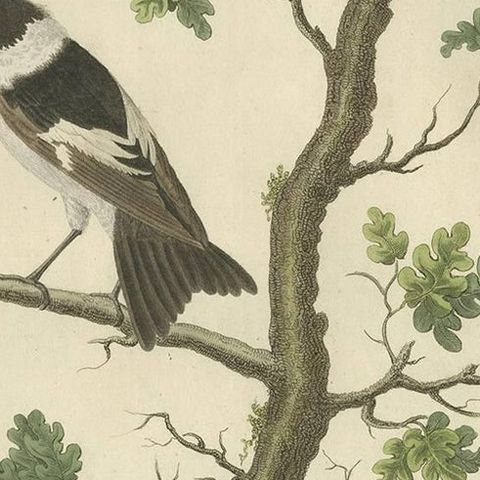 Antique Bird Print of the Collared Flycatcher by Sepp & Nozeman, 1829, close-up 1
