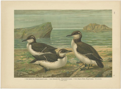 Set of 6 Antique Ornithology Chromolithographs, Arctic & European Birds, c.1890, view 5